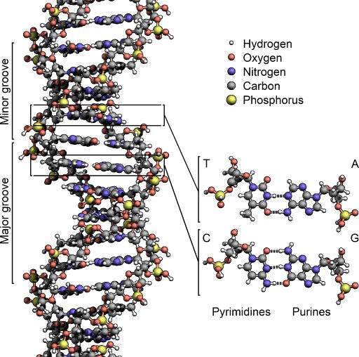 डीएनए डबल हेलिक्स की संरचना ।